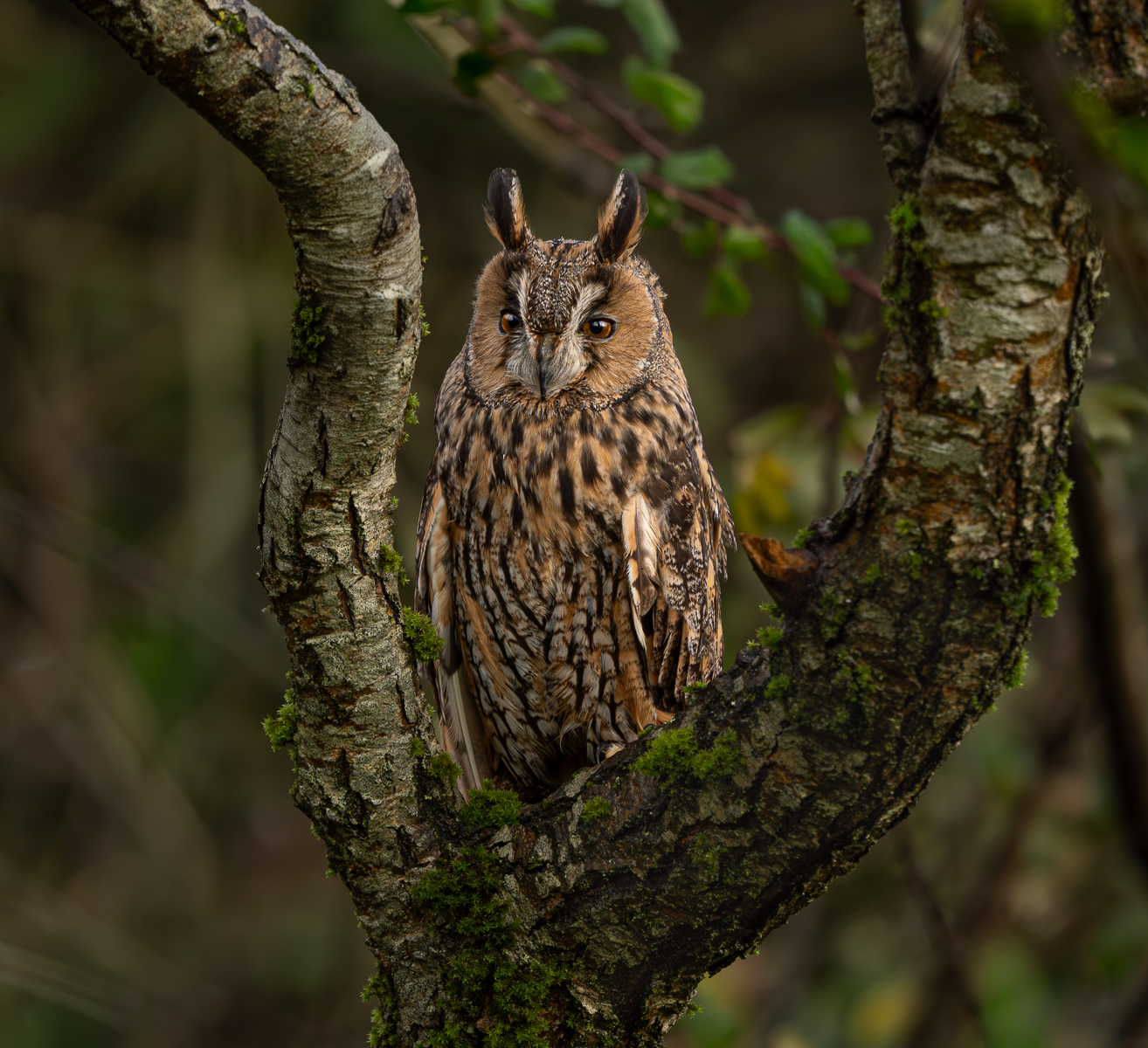 LONG EARED OWL by Lynne Overett